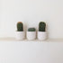 Cactus in colourful ceramic planter
